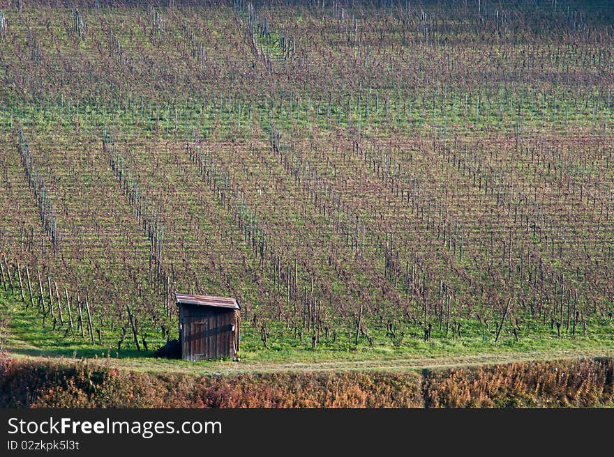 Row in a vineyard after harvesting. Row in a vineyard after harvesting