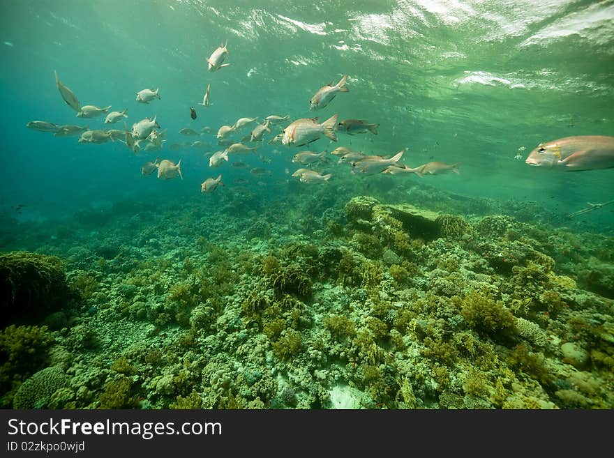 Coral And Fish In The Red Sea.