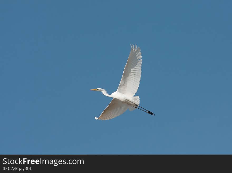 Great white egret in flight / Ardea alba