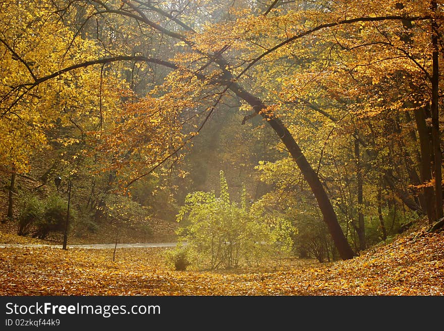 Autumn in park