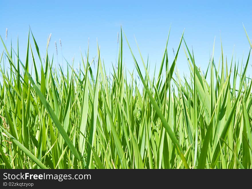 Green growing sedge under the summer sky. Green growing sedge under the summer sky