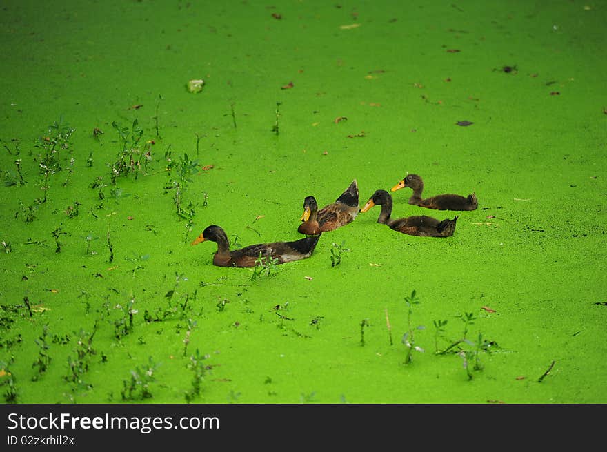 Green algae in the duck