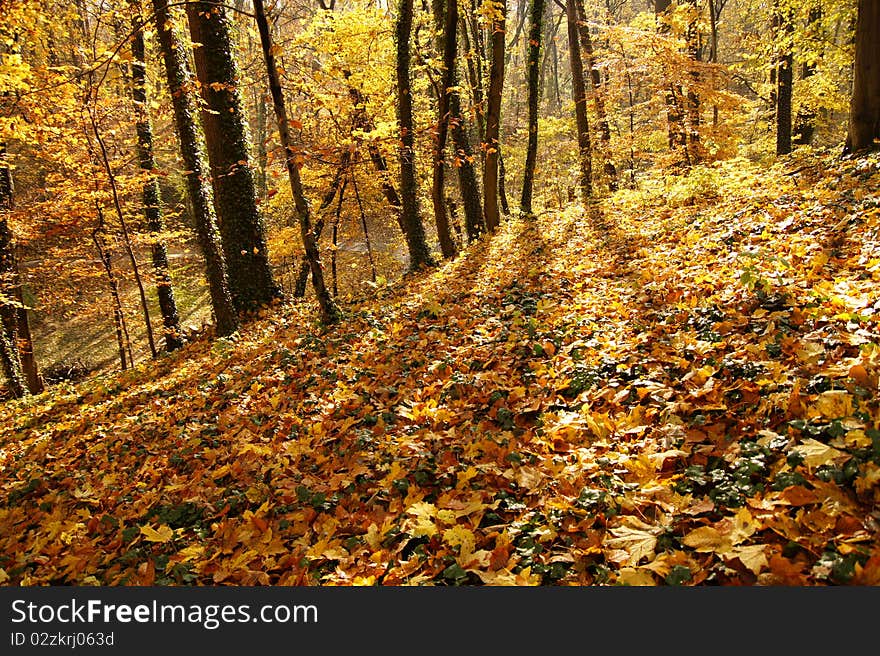 Last days of autumn in park