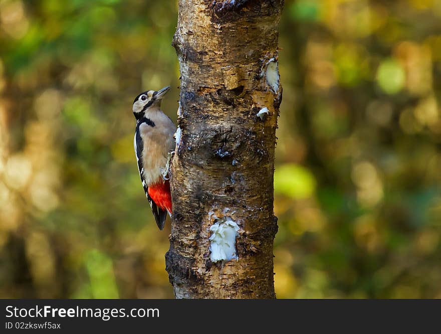 Woodpecker On Tree Bark