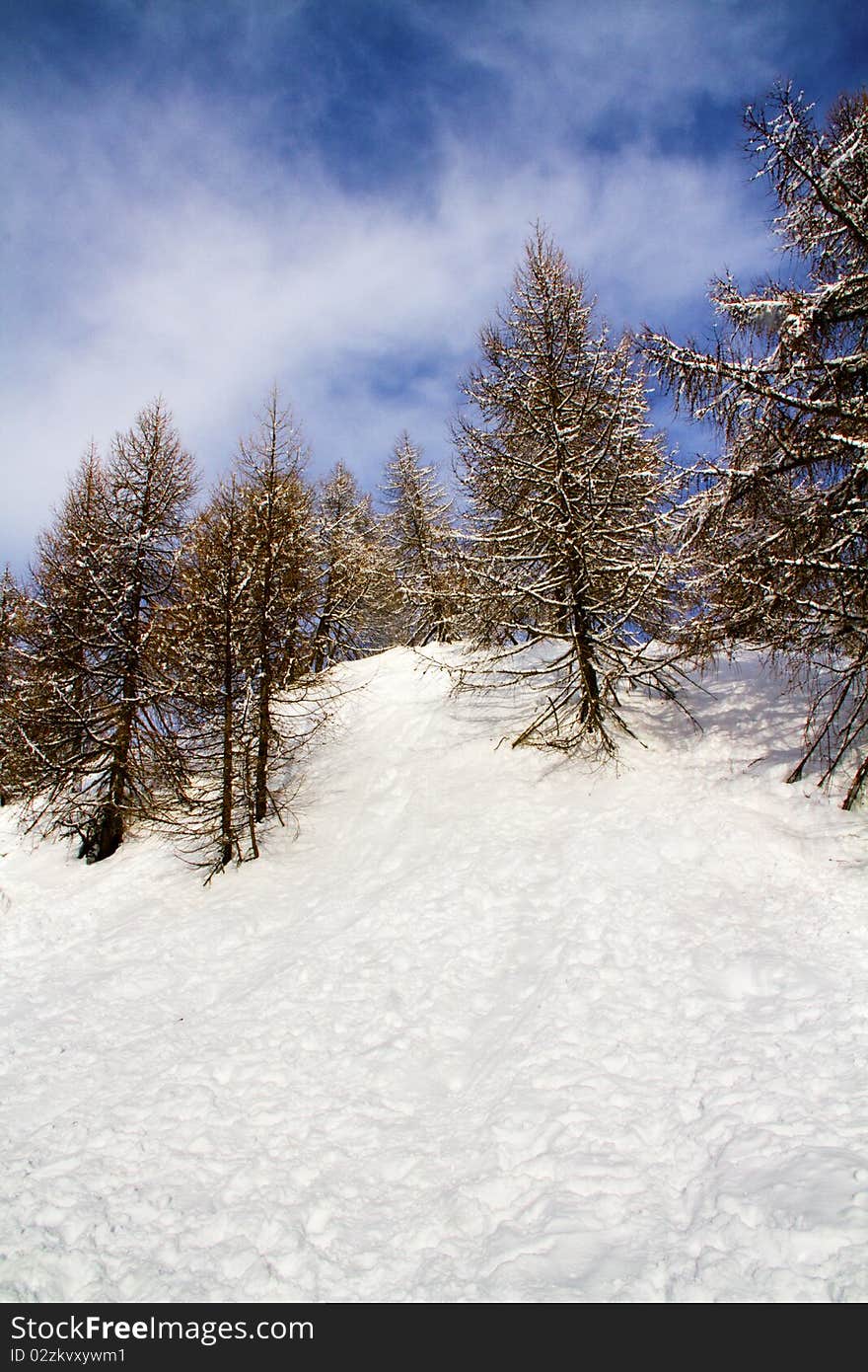 Forest with snow and blue sky