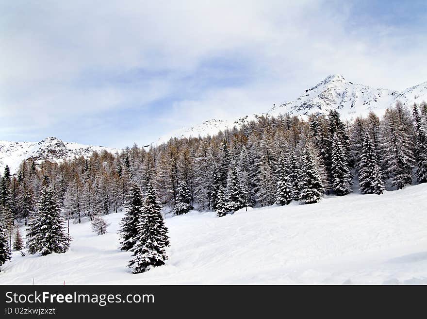 Forest with snow and blue sky