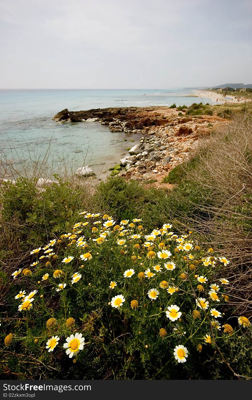 Pretty flowers along the shoreline. Pretty flowers along the shoreline