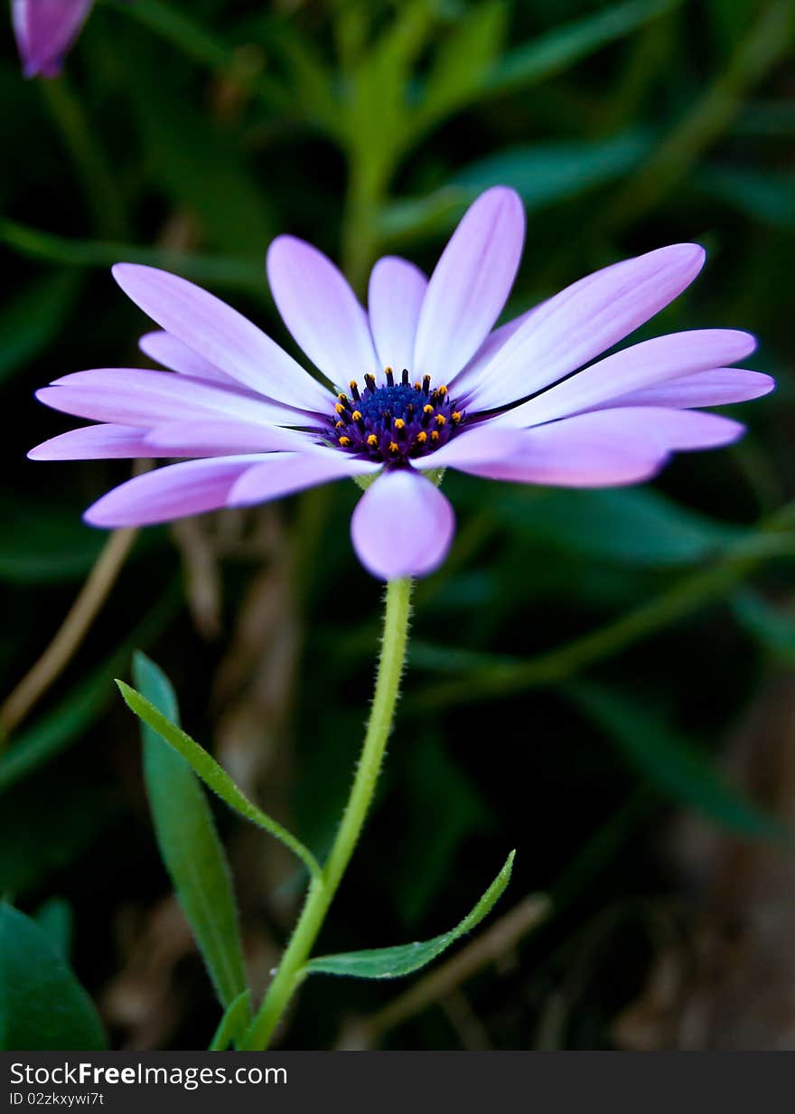 Gerbera