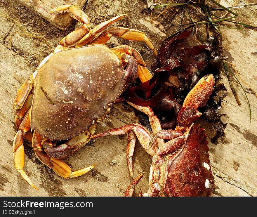 Close up image of dungeness crab