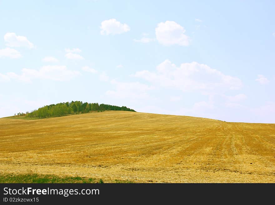 Yellow field and blue sky.