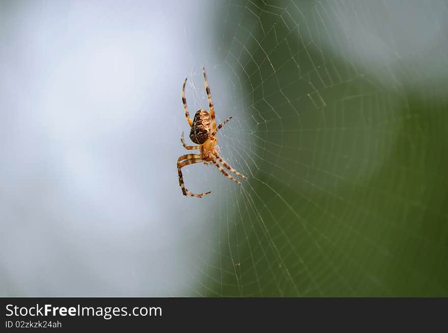 Spider on web