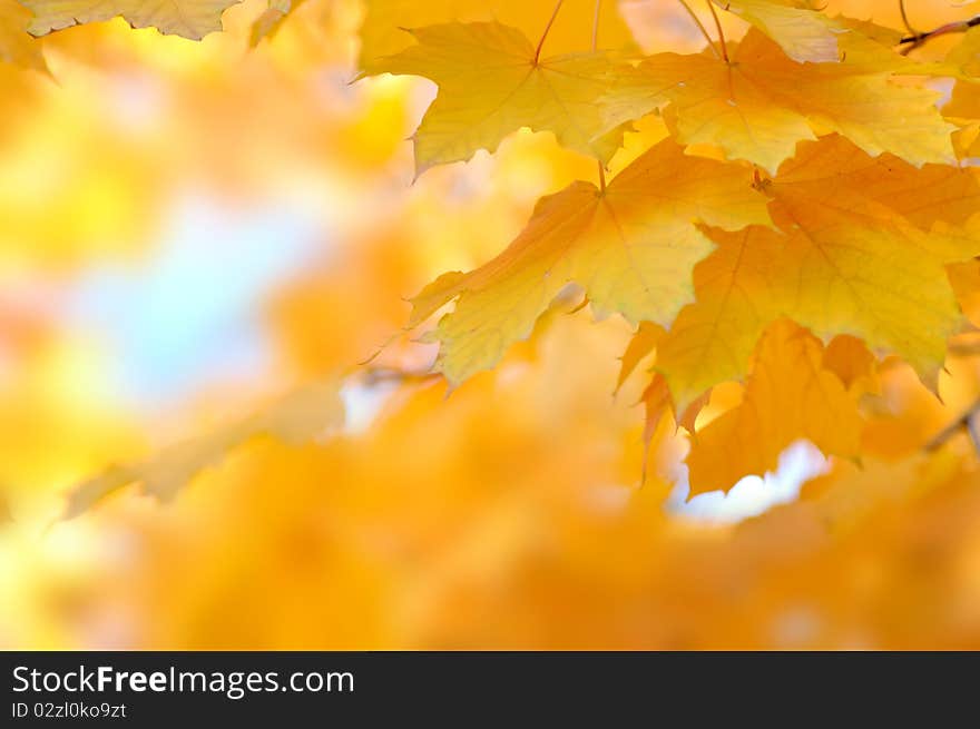 Yellow autumn leaves