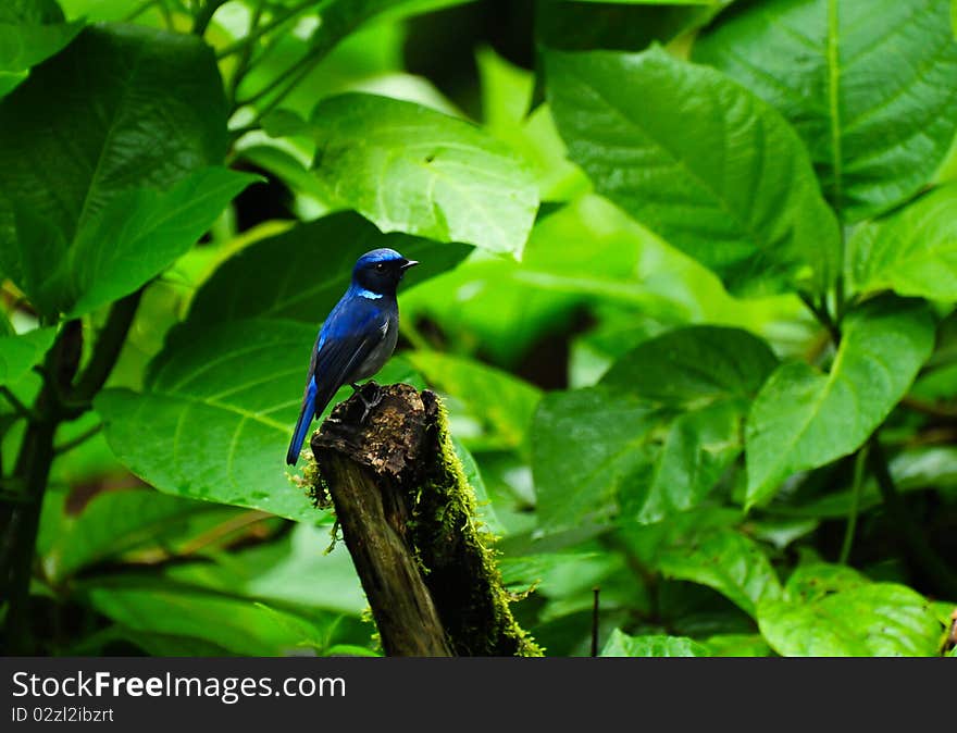 Small Niltava