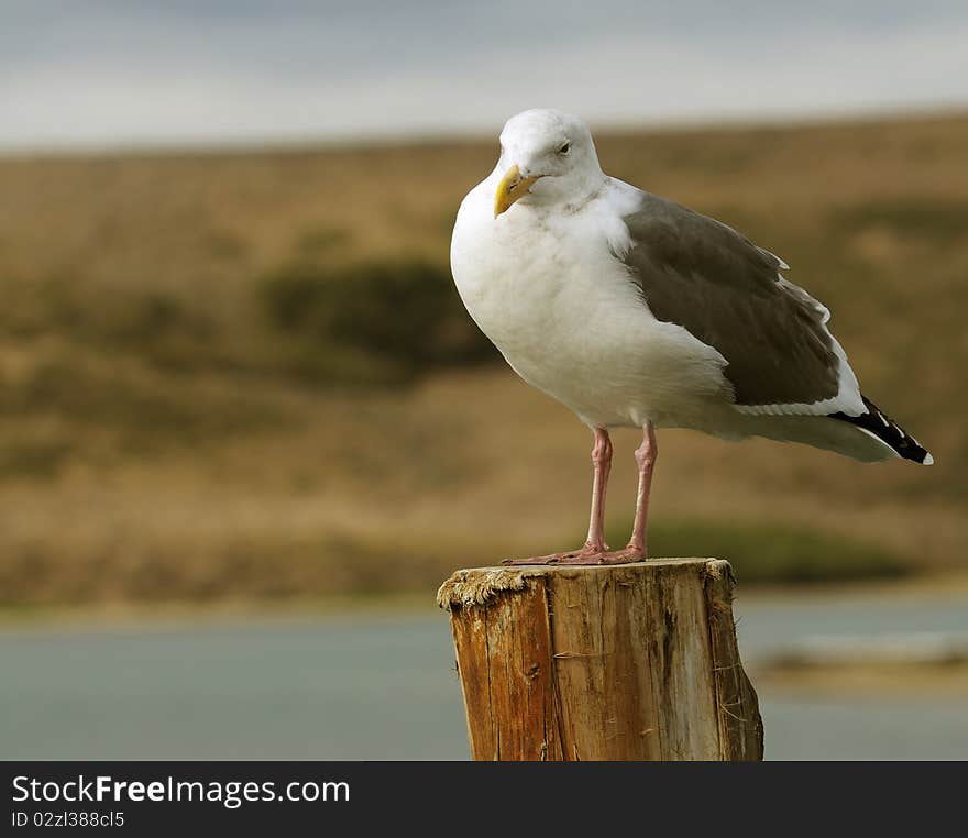 Seagull