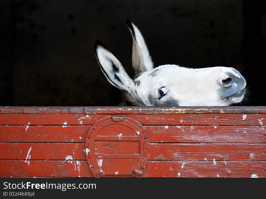 This is a very happy smiling donkey!. This is a very happy smiling donkey!