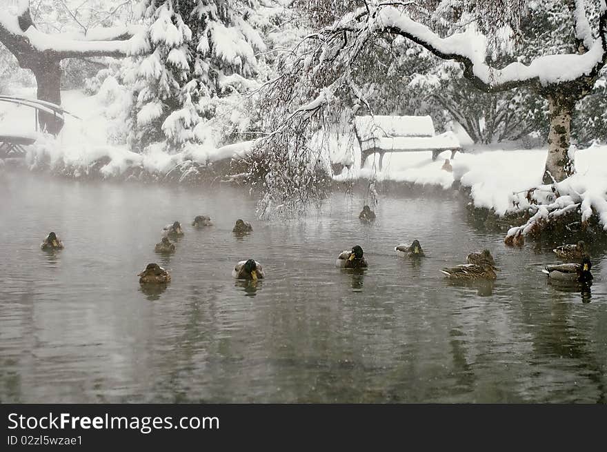 The Winter at the Margaret island.Budapest. Ducks in the lake.