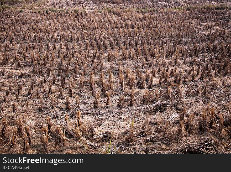 Rice fields after harvest, paddy