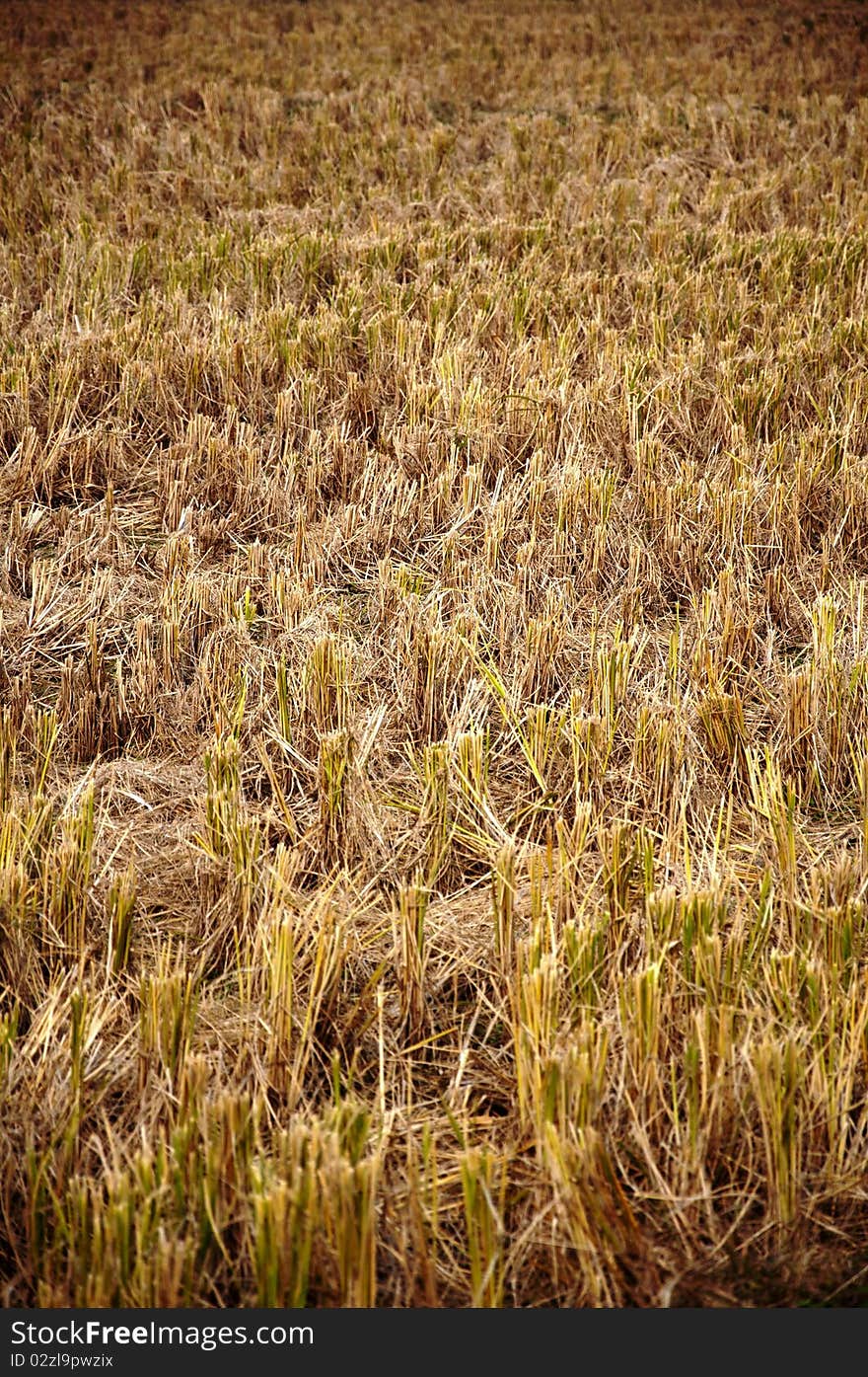 Rice fields after harvest, paddy