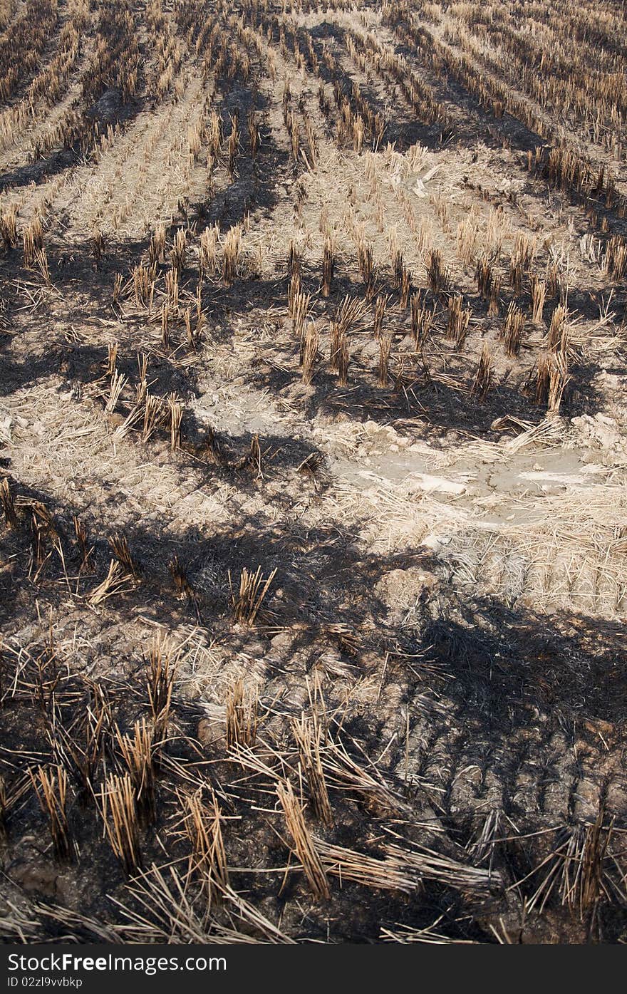 Burning of rice fields after harves,paddy