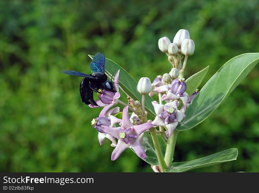 A bumble bee savoring honey from a flower