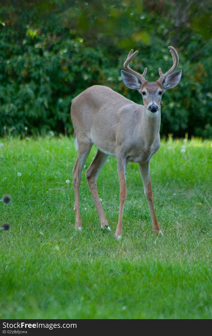 Whitetail Buck