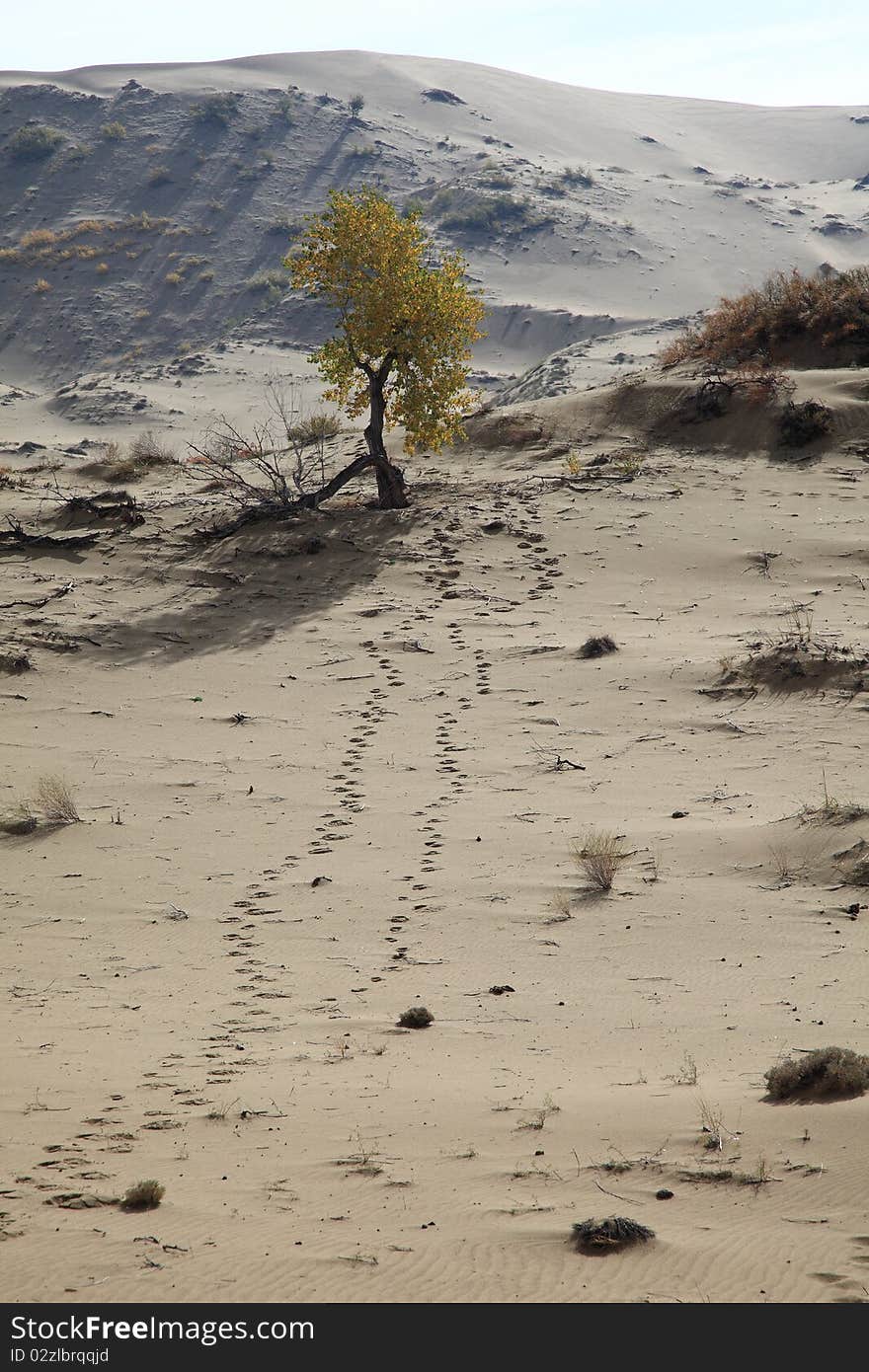 Tree in desert