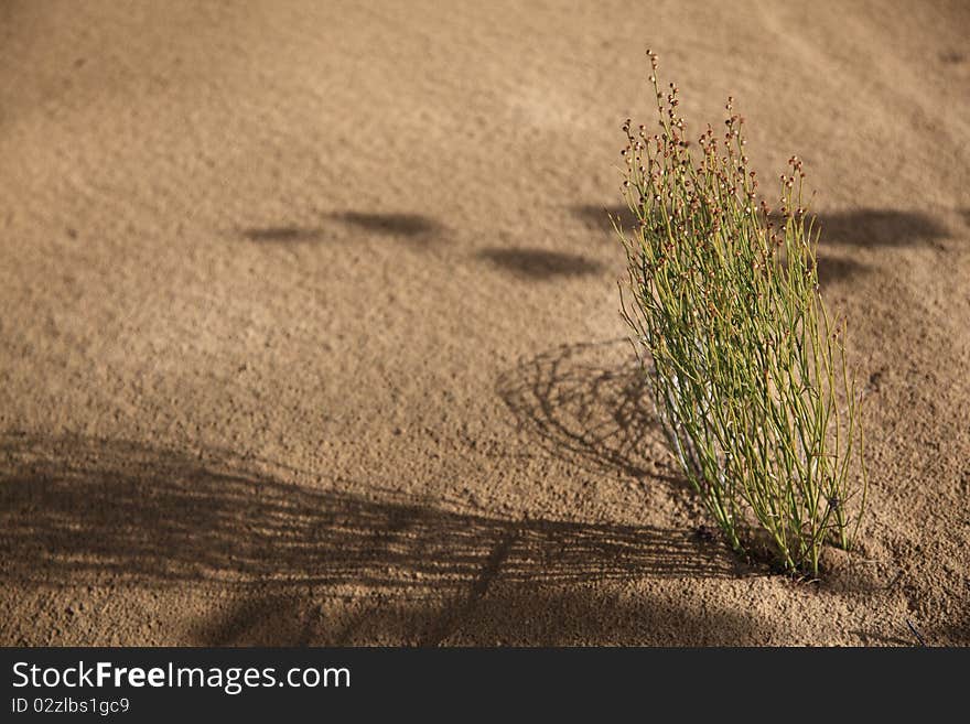 A green plant in the desert. It's seem very frailness but brawniness live in the sand. A green plant in the desert. It's seem very frailness but brawniness live in the sand.