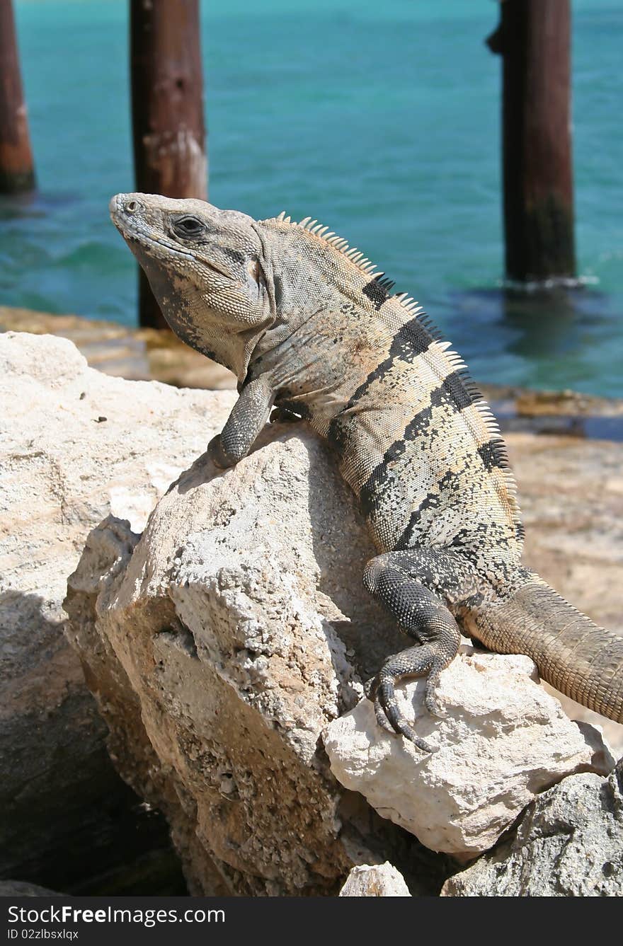 Iguana sunning on rock