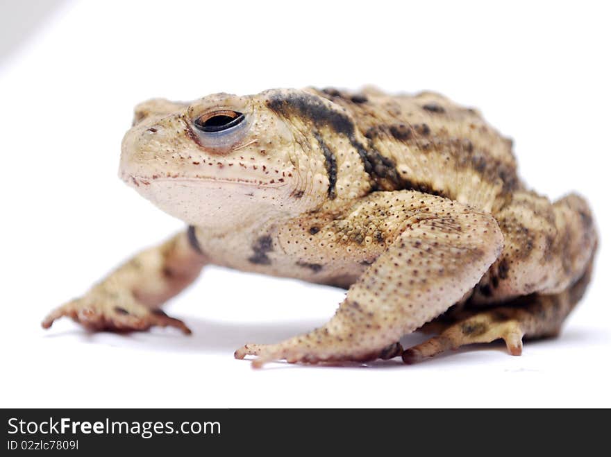 A toad on the white background