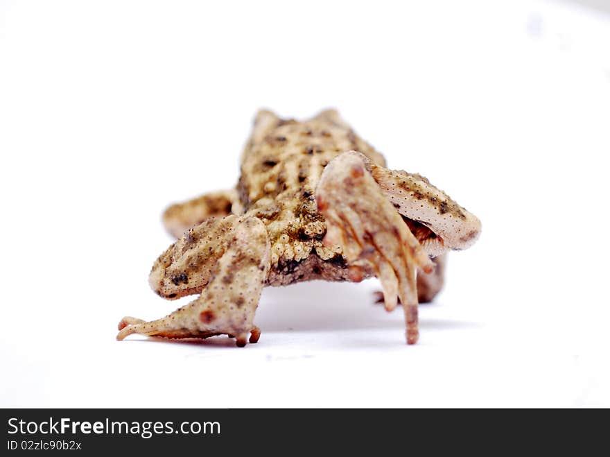 A leaving toad on the white background