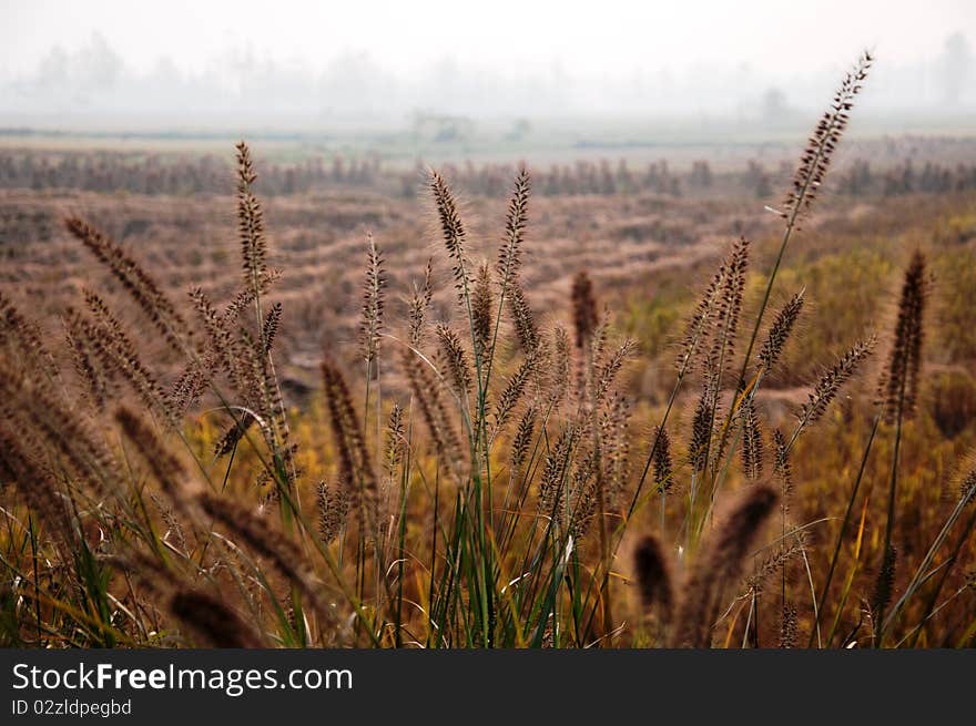 Setaria and rice fields