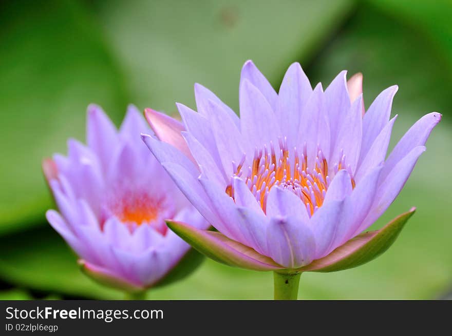 A pair of purple water lotus, present beautiful petal and pistil. A pair of purple water lotus, present beautiful petal and pistil.