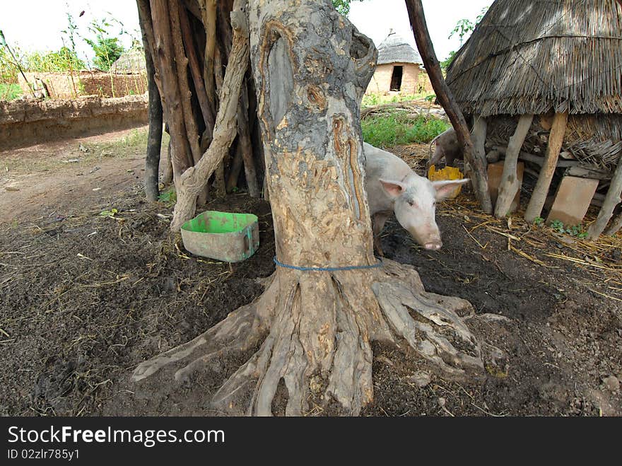 Pig in an African village