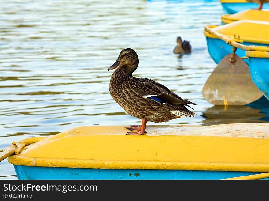 Having a rest ducks