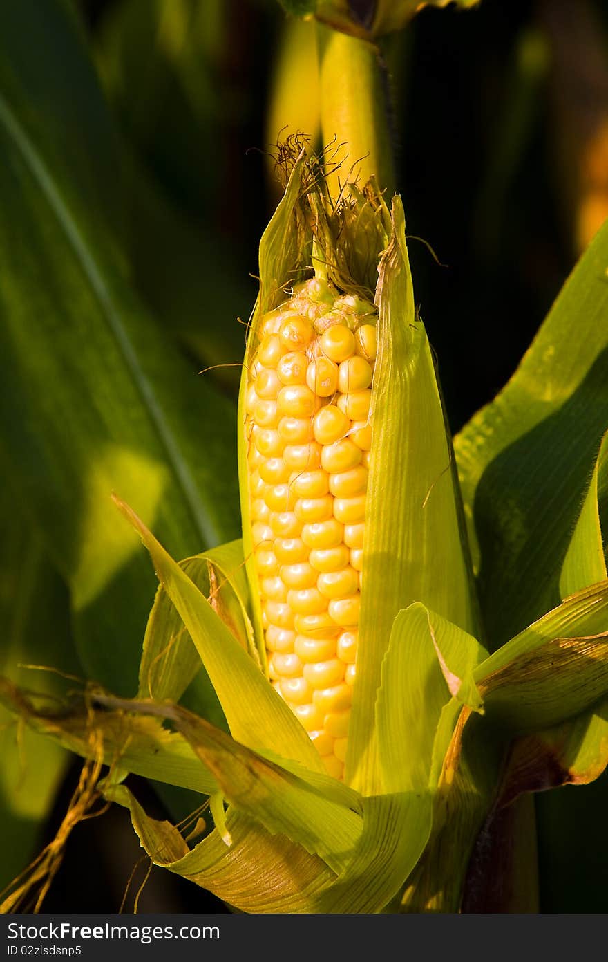 One ear of the ripened corn with which have skimmed