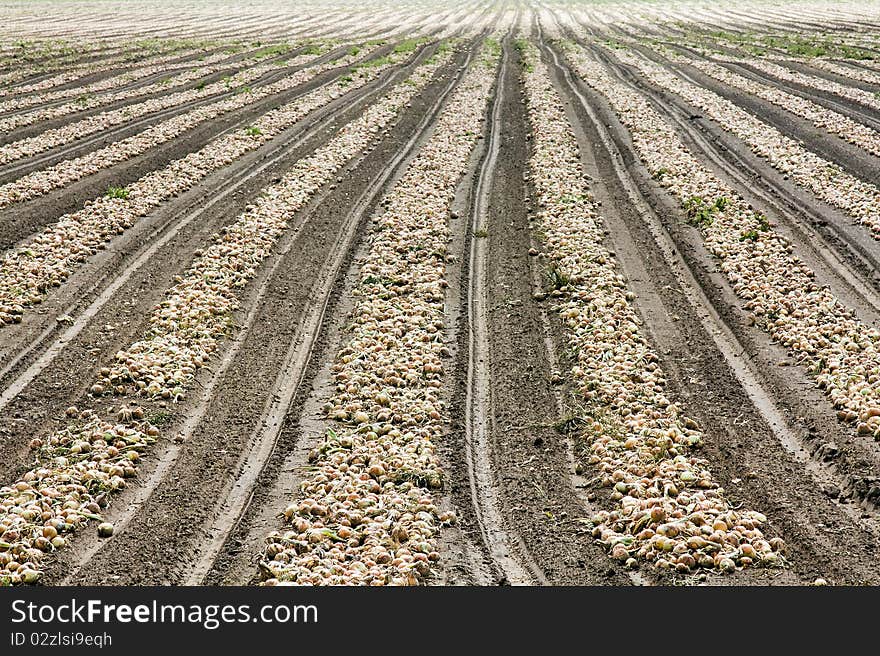 The onions combined in some numbers during harvesting. The onions combined in some numbers during harvesting