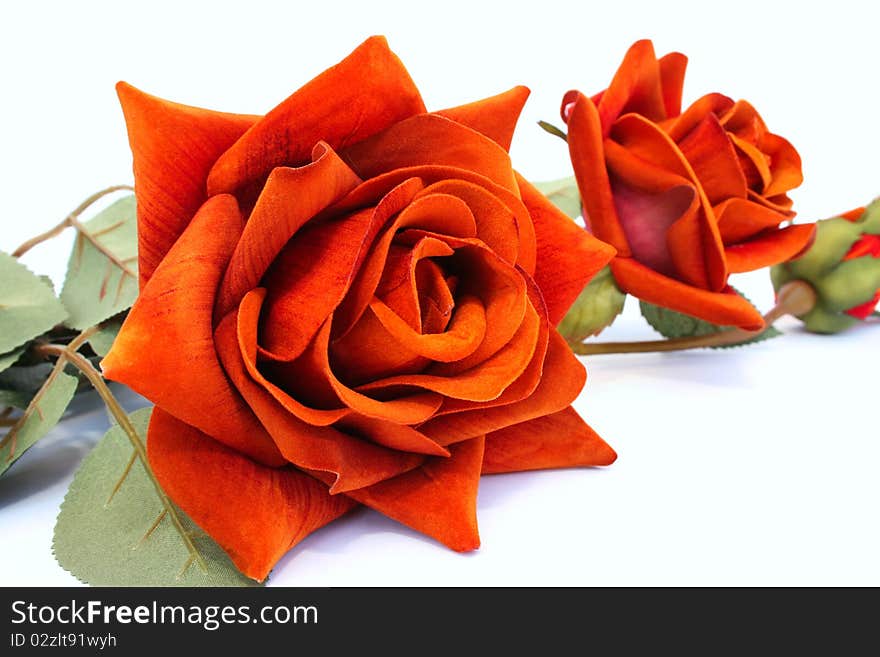 Red roses isolated on white background.