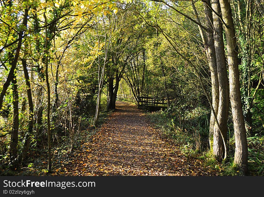 An Autumnal view of an English park. An Autumnal view of an English park