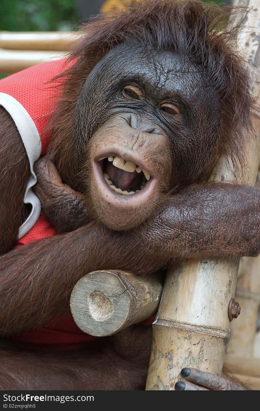 The Smiling Orangutan in the Thailand zoo. The Smiling Orangutan in the Thailand zoo.