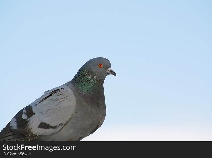 Pigeon