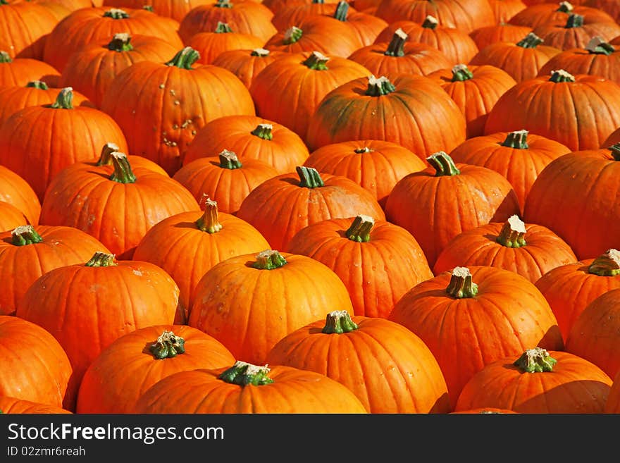 Colorful pumpkins