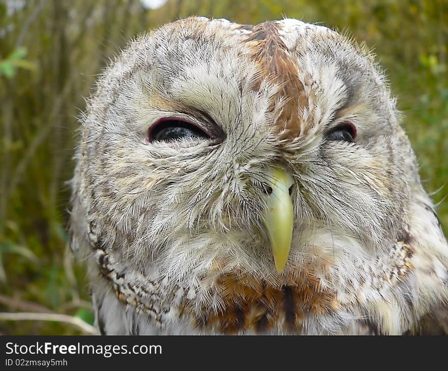 Tawny Owl