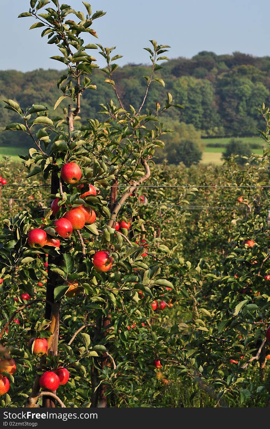 Apple orchard with red ripe apples on the trees. Apple orchard with red ripe apples on the trees