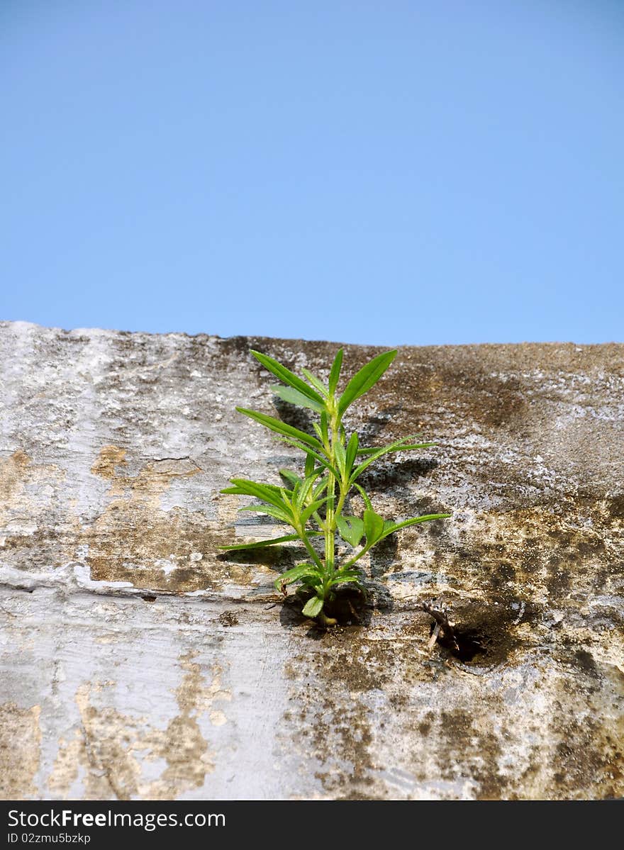 Detail of small plant on old house damaged wall with plain sky. Detail of small plant on old house damaged wall with plain sky