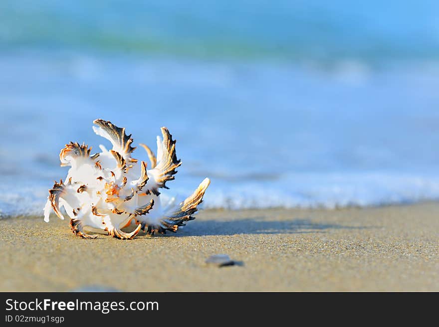 Shell on sand