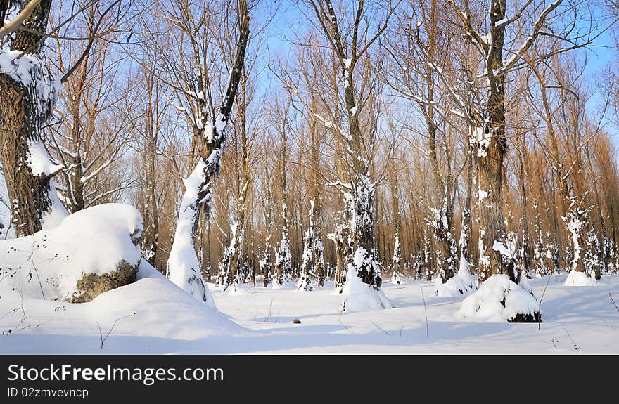 Winter forest