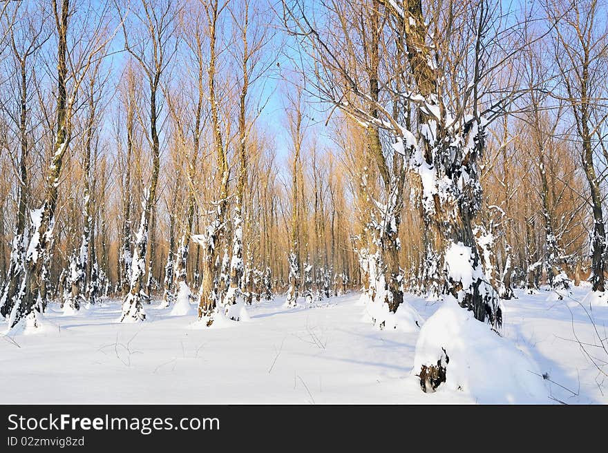 Winter forest details in morning day