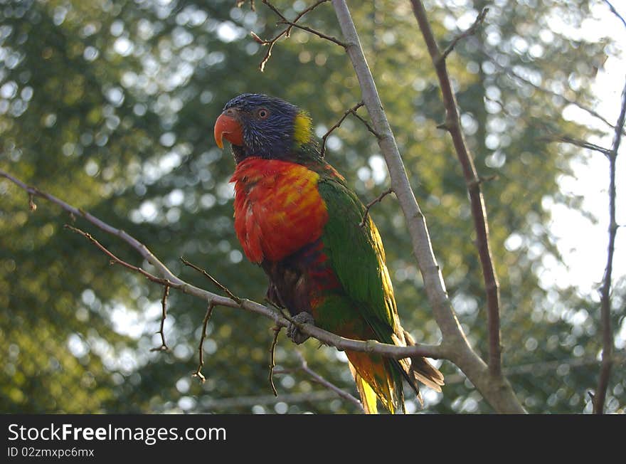 Lories (Australian parrots) - Tazmania, Australia. Lories (Australian parrots) - Tazmania, Australia