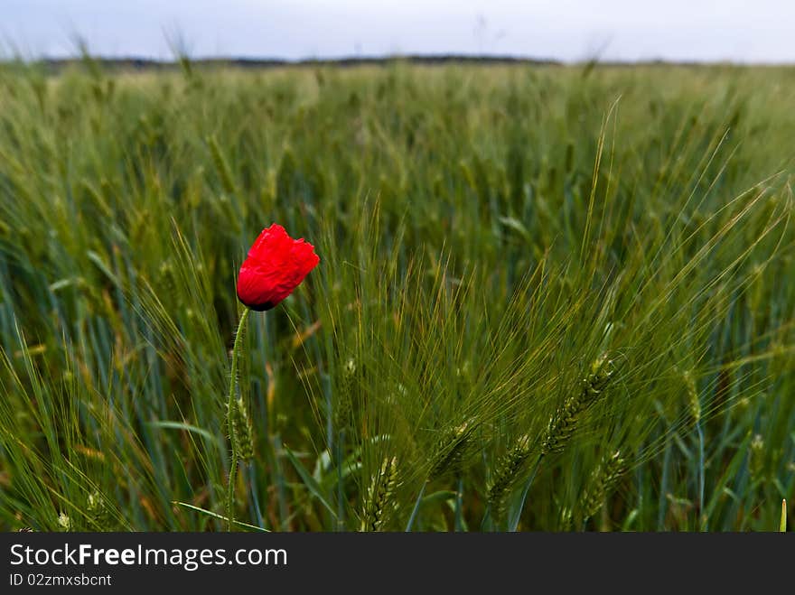 Poppy plant is in a green field. Poppy plant is in a green field