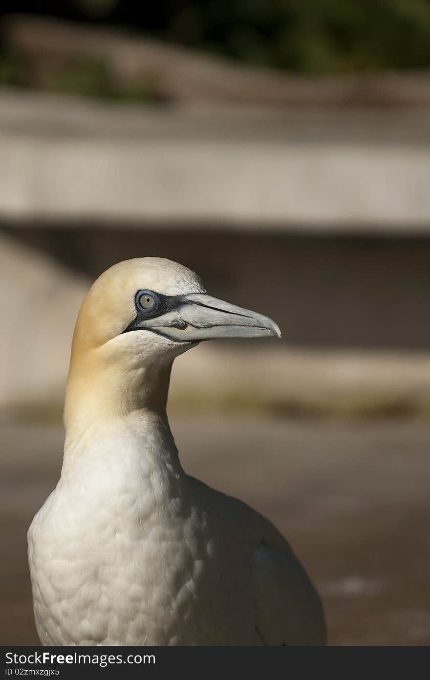 Closeup of a northern gannet